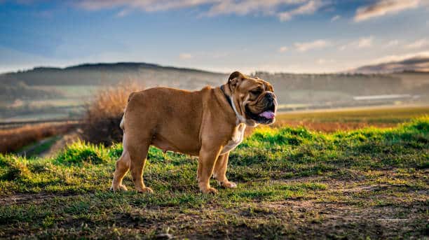 English bulldogs with tails