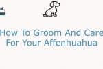 How To Groom And Care For Your Affenhuahua Dog