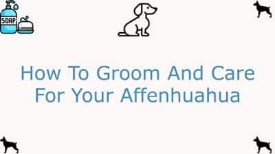 How To Groom And Care For Your Affenhuahua Dog