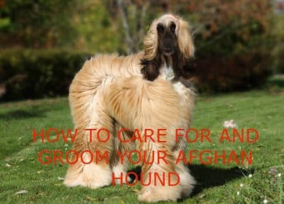 care and groom your afghan hound