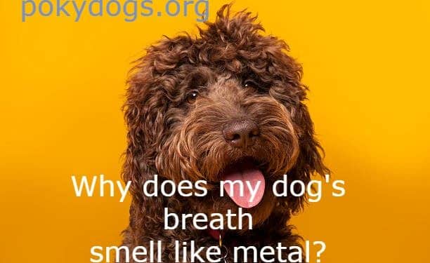 dogs breath