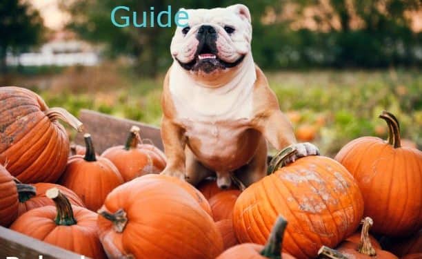 English bulldog holding fruits
