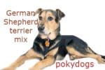 German Shepherd terrier mix