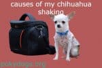chihuahua shaking