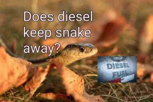 Does diesel keep snakes away