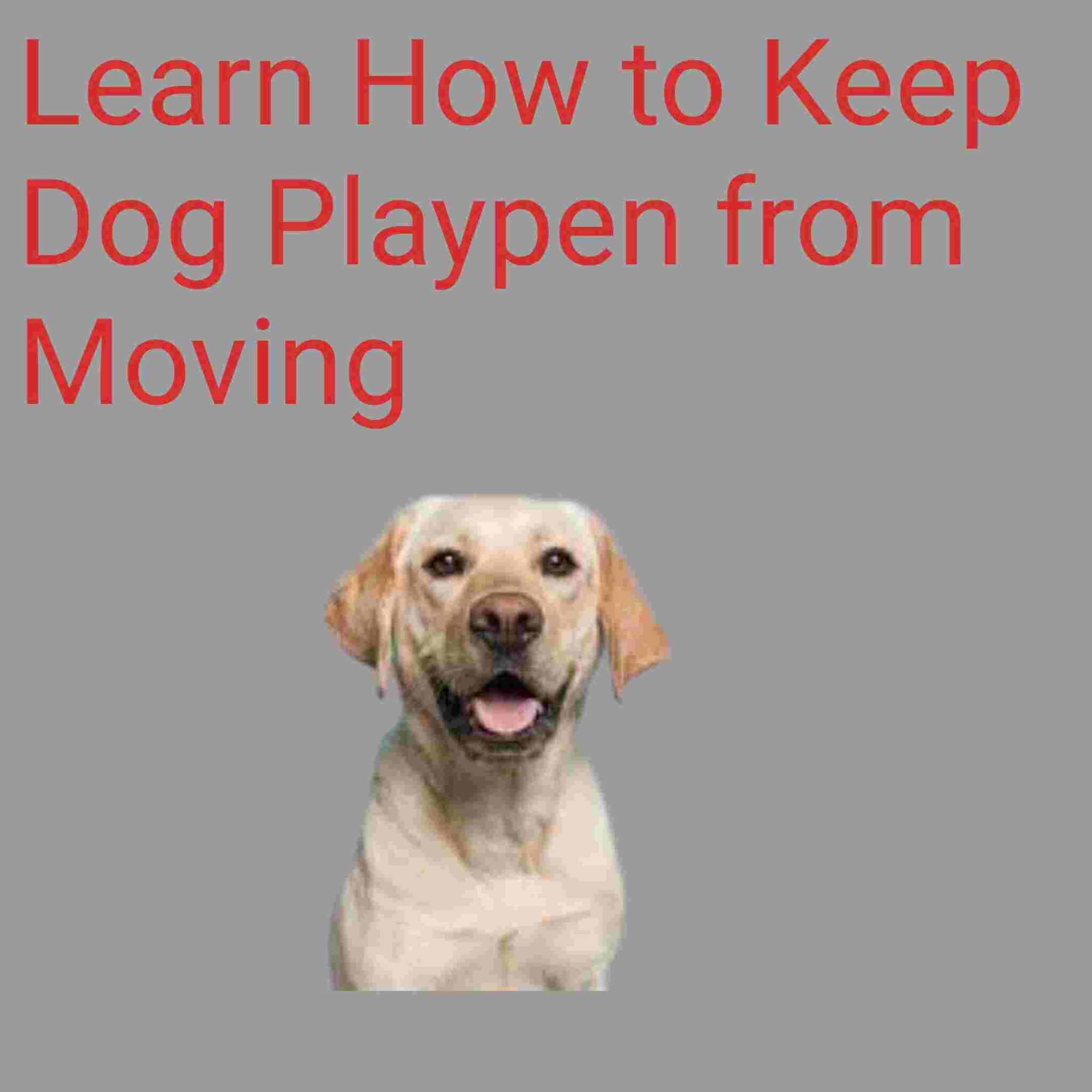 Learn How to Keep Dog Playpen from Moving Detailed information PokyDogs