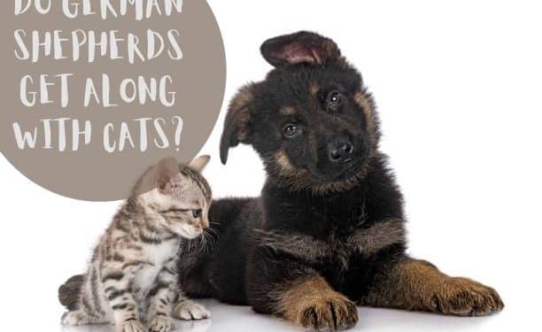 German shepherds get along with cats