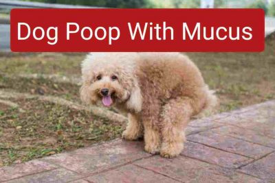 Dog poop mucus