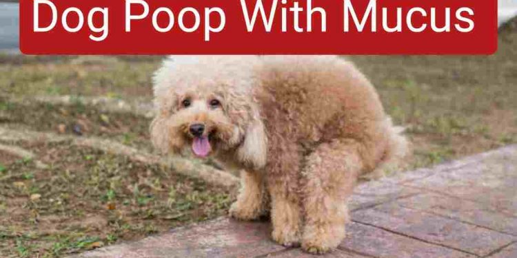 Dog poop mucus