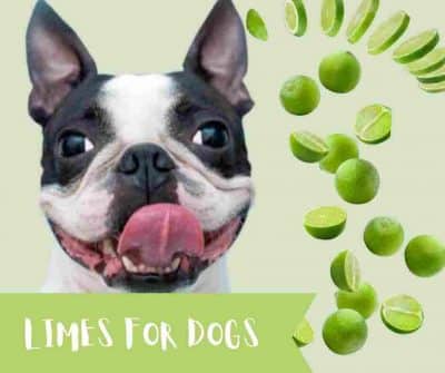Are Limes Safe For Dogs?