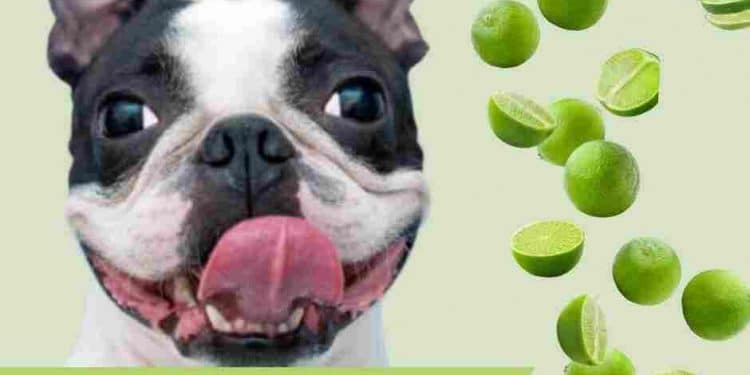 are limes safe for dogs?