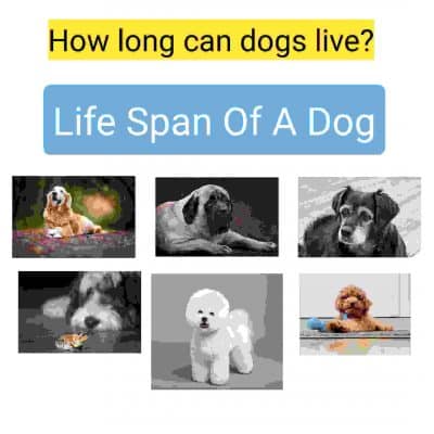 lifespan of a dog