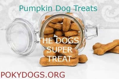 Pumpkin Dog Treats WOW