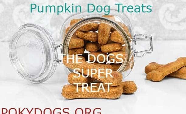 Pumpkin Dog Treats WOW