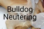 bulldog neuter