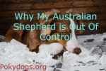 Why My Australian Shepherd is Out Of Control