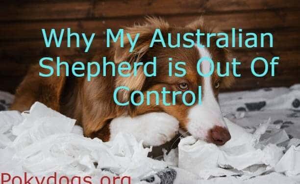 Why My Australian Shepherd is Out Of Control
