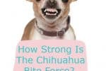 How Strong Is The Chihuahua Bite Force?
