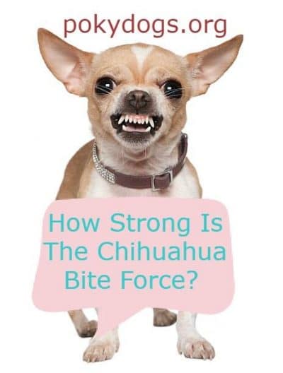 How Strong Is The Chihuahua Bite Force?