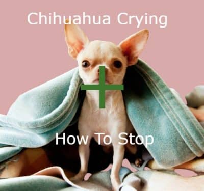 Chihuahua Crying