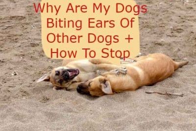 Why Are My Dogs Biting Ears Of Other Dogs