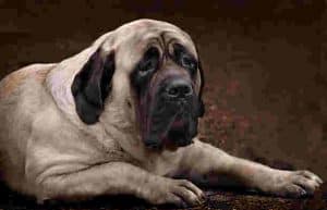 large dog breed lifespan