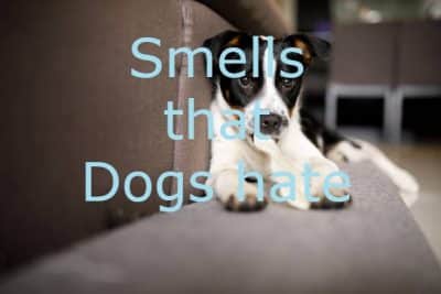 Smells that dogs hate