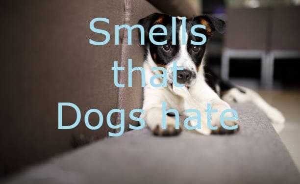 Smells that dogs hate
