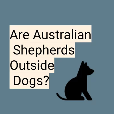 Are Australian Shepherds Outside Dogs?