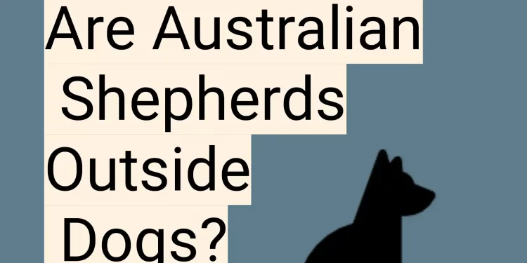 Are Australian Shepherds Outside Dogs?