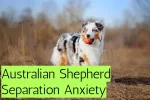 Australian Shepherd Separation Anxiety