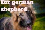 Best Brush For german shepherd
