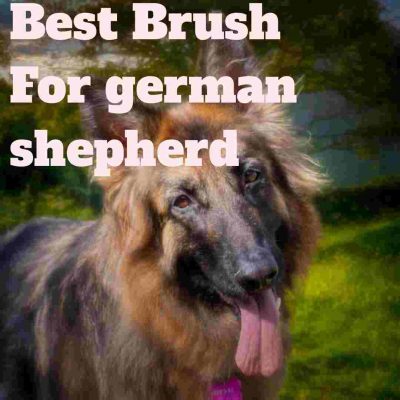 Best Brush For german shepherd