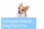 Cottage Cheese Corgi Ears fix