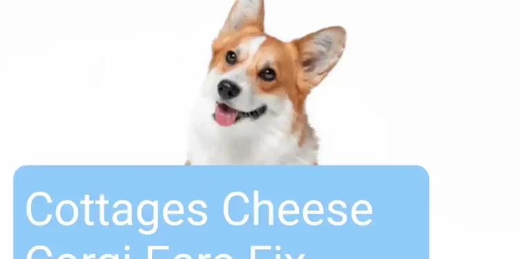 Cottage Cheese Corgi Ears fix