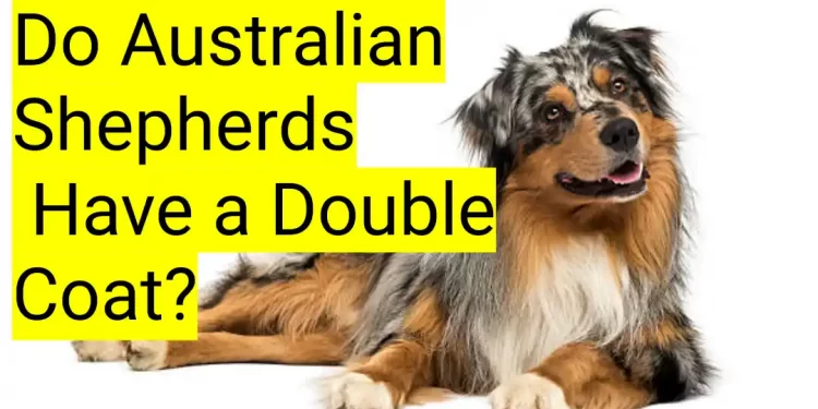 Do Australian Shepherds Have a Double Coat?