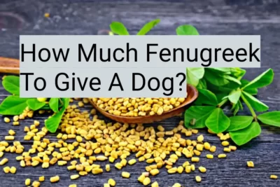 How Much Fenugreek To Give A Dog?