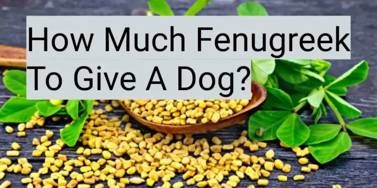 How Much Fenugreek To Give A Dog?
