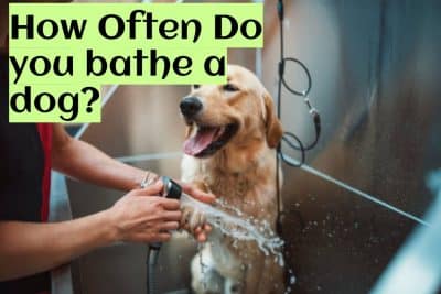 How Often Do you bathe a dog?