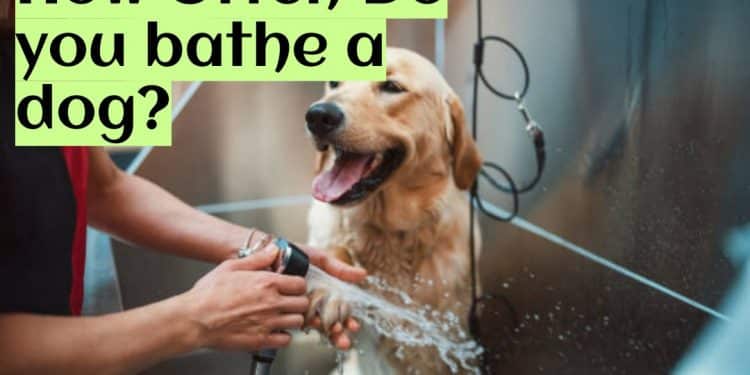 How Often Do you bathe a dog?