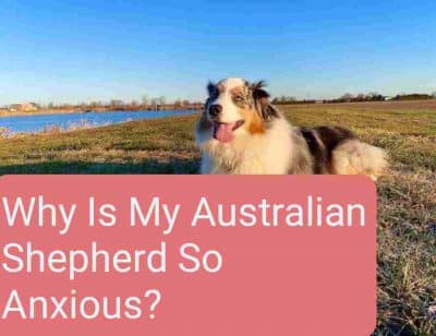 Why Is My Australian Shepherd So Anxious
