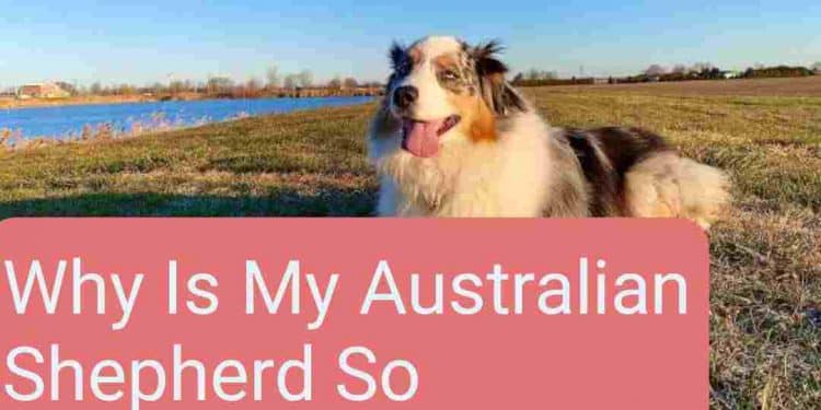 Why Is My Australian Shepherd So Anxious
