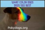 what color does dogs see best
