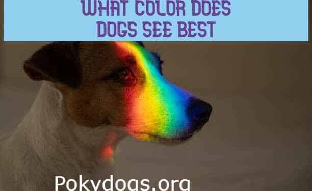 what color does dogs see best