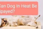 Can Dog In Heat Be Spayed?
