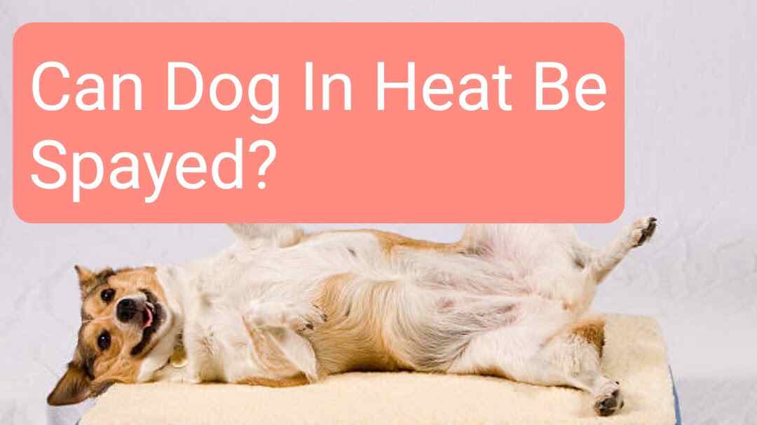 Can Dog In Heat Be Spayed? Complications Recovery Detailed
