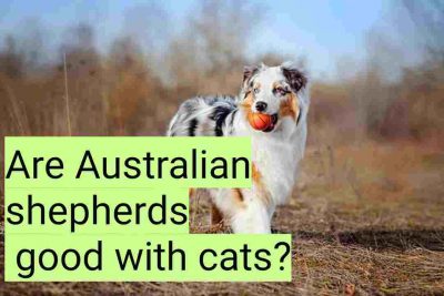 Are Australian shepherds good with cats?