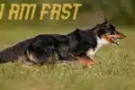 how fast do Australian shepherds runs e