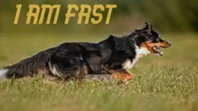 how fast do Australian shepherds runs e