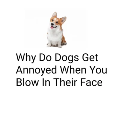 Dogs Annoyed When You Blow On Them